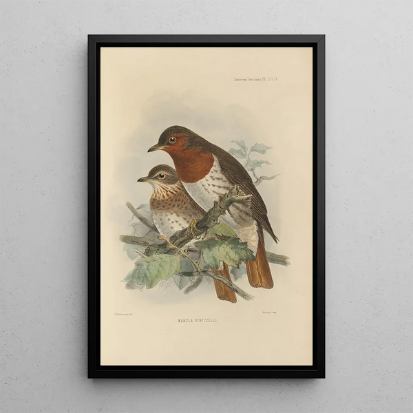 Merula Ruficollis - Henry Seebohm — framed artwork on a wall