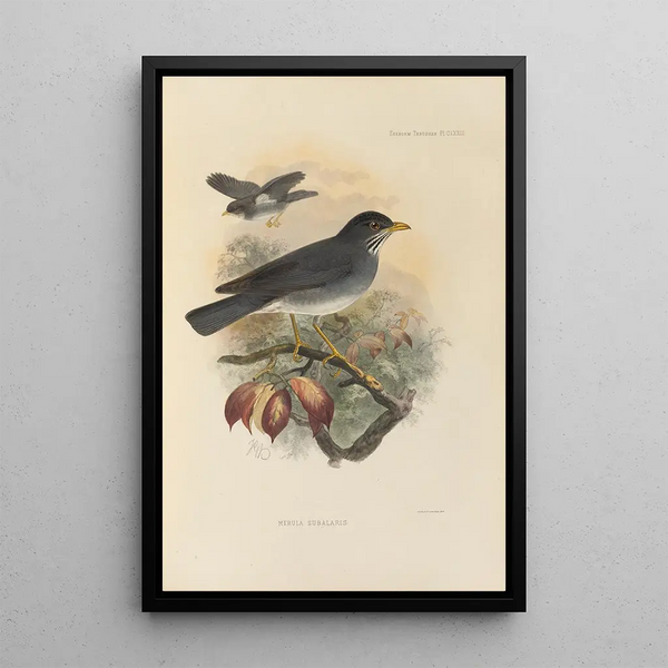 Merula Subalaris - Henry Seebohm — framed artwork on a wall
