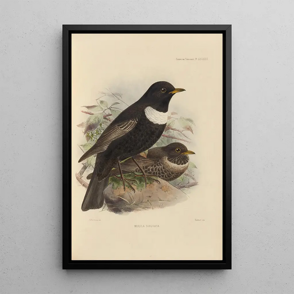 Merula Torquata - Henry Seebohm — framed artwork on a wall