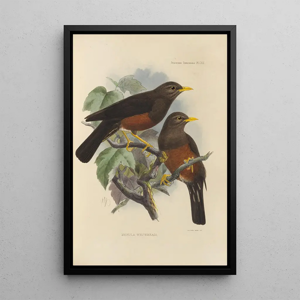 Merula Whiteheadi - Henry Seebohm — framed artwork on a wall