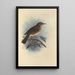 Turdus Comorensis - Henry Seebohm — framed artwork on a wall