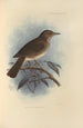 Turdus Comorensis - Henry Seebohm — artwork view
