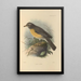 Turdus Confinis - Henry Seebohm — framed artwork on a wall