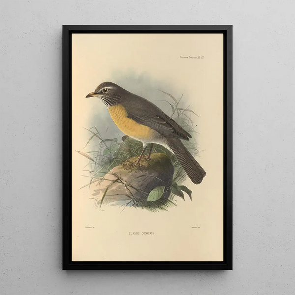 Turdus Confinis - Henry Seebohm — framed artwork on a wall
