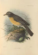 Turdus Confinis - Henry Seebohm — artwork view