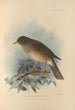 Turdus Cryptopyrrhus - Henry Seebohm — artwork view