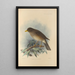 Turdus Cryptopyrrhus - Henry Seebohm — framed artwork on a wall