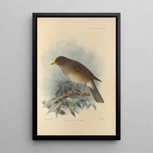 Turdus Cryptopyrrhus - Henry Seebohm — framed artwork on a wall