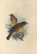 Turdus Elgonensis - Henry Seebohm — artwork view