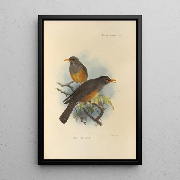 Turdus Elgonensis - Henry Seebohm — framed artwork on a wall