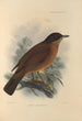 Turdus Falklandicus - Henry Seebohm — artwork view