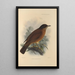 Turdus Falklandicus - Henry Seebohm — framed artwork on a wall