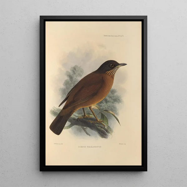 Turdus Falklandicus - Henry Seebohm — framed artwork on a wall