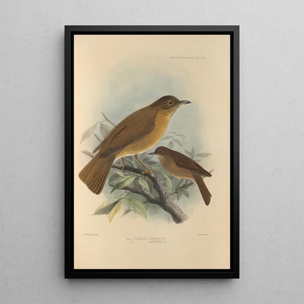 Turdus Fumigatus Turdus Hauxwelli - Henry Seebohm — framed artwork on a wall