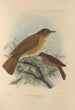 Turdus Fumigatus Turdus Hauxwelli - Henry Seebohm — artwork view