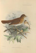 Turdus Fuscescens - Henry Seebohm — artwork view