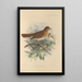 Turdus Fuscescens - Henry Seebohm — framed artwork on a wall