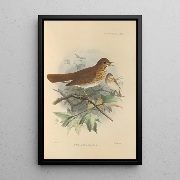 Turdus Fuscescens - Henry Seebohm — framed artwork on a wall