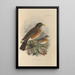 Turdus Migratorius - Henry Seebohm — framed artwork on a wall