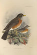 Turdus Migratorius - Henry Seebohm — artwork view