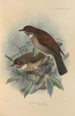 Turdus Phaeopygus Turdus Phaeopygoides - Henry Seebohm — artwork view