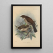 Turdus Phaeopygus Turdus Phaeopygoides - Henry Seebohm — framed artwork on a wall