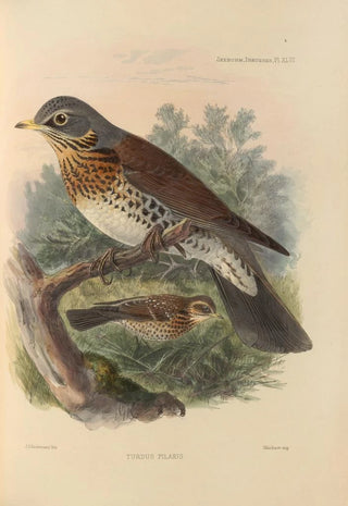 Henry Seebohm - Turdus Pilaris.webp