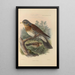 Turdus Pilaris - Henry Seebohm — framed artwork on a wall