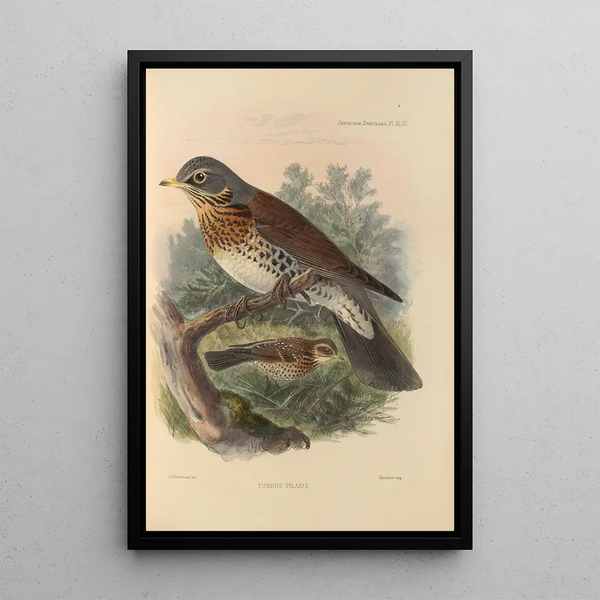 Turdus Pilaris - Henry Seebohm — framed artwork on a wall