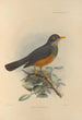 Turdus Tephronotus - Henry Seebohm — artwork view