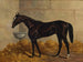 a black racehorse in a stable - Henry Stull — artwork view