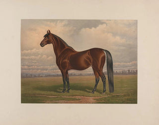 The Largest Living Trotting Stallion - Henry Stull — artwork view