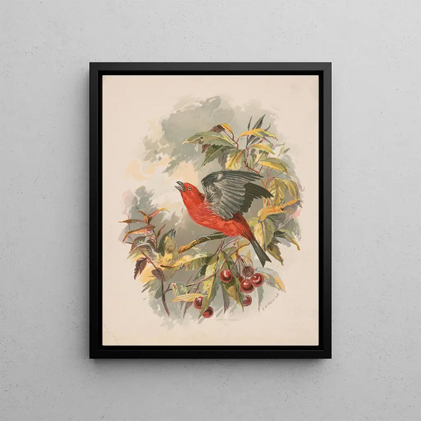 Tangara écarlate sur une branche de cerisier - Henry Walker Herrick — framed artwork on a wall