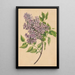 a lilac branch - Henryka Beyer — framed artwork on a wall