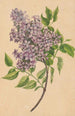 a lilac branch - Henryka Beyer — artwork view