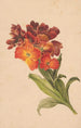 Gazka laku - Henryka Beyer — artwork view