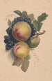 Peaches and Grapes - Henryka Beyer — artwork view