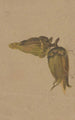 Study of Hazelnuts - Henryka Beyer — artwork view