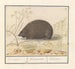 Hérisson Erinaceus europaeus Everswijn - Anselmus Botius de Boodt — artwork view