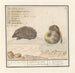 Hedgehog Erinaceus europaeus and a dormouse Muscardinus avellanarius 1 yser vercken 2 - Anselmus Botius de Boodt — artwork view