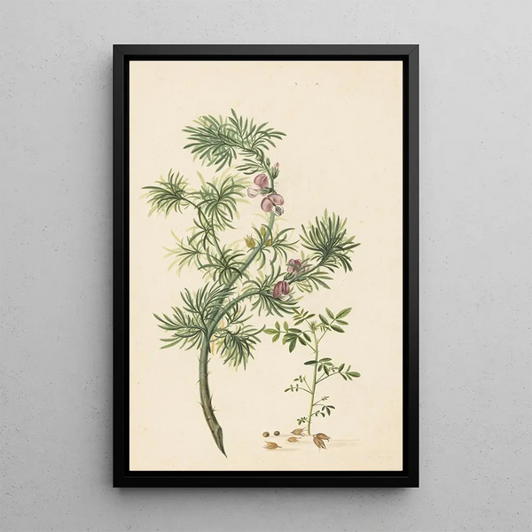 Genêt - Herman Henstenburgh — framed artwork on a wall