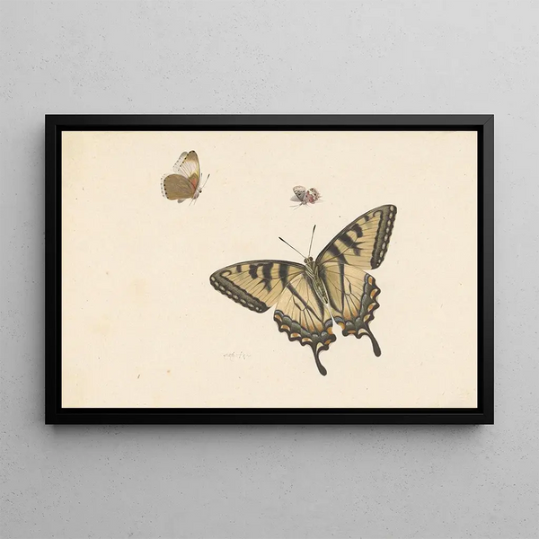 Three butterflies - Herman Henstenburgh — framed artwork on a wall