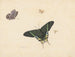 Three butterflies and a wasp or fly - Herman Henstenburgh — artwork view
