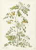 Arbre à vessies Colutea arborescens - Herman Saftleven — artwork view