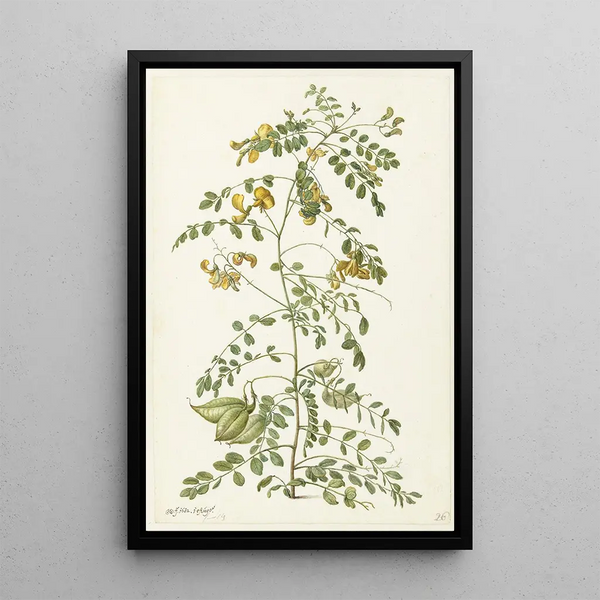 Arbre à vessies Colutea arborescens - Herman Saftleven — framed artwork on a wall
