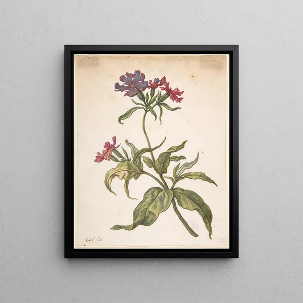 Étude d'un silène rouge Lychnis hirsuta - Herman Saftleven — framed artwork on a wall