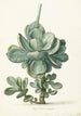 succulent plant Cotyledon orbiculata - Herman Saftleven — artwork view