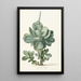 succulent plant Cotyledon orbiculata - Herman Saftleven — framed artwork on a wall