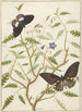a flowering bush with two exotic butterflies - Hermanus de Wit — artwork view