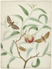 Fishing on a branch with two exotic butterflies and a dragonfly - Hermanus de Wit — artwork view